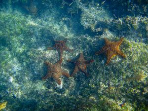 Tagus Cove, Isabella Island, Galapagos 139.jpg